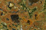 Polished Rainforest Jasper (Rhyolite) Section - Australia #130407-1